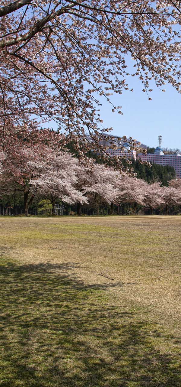 越後湯沢中央公園の桜 春夏秋の観光・レジャー