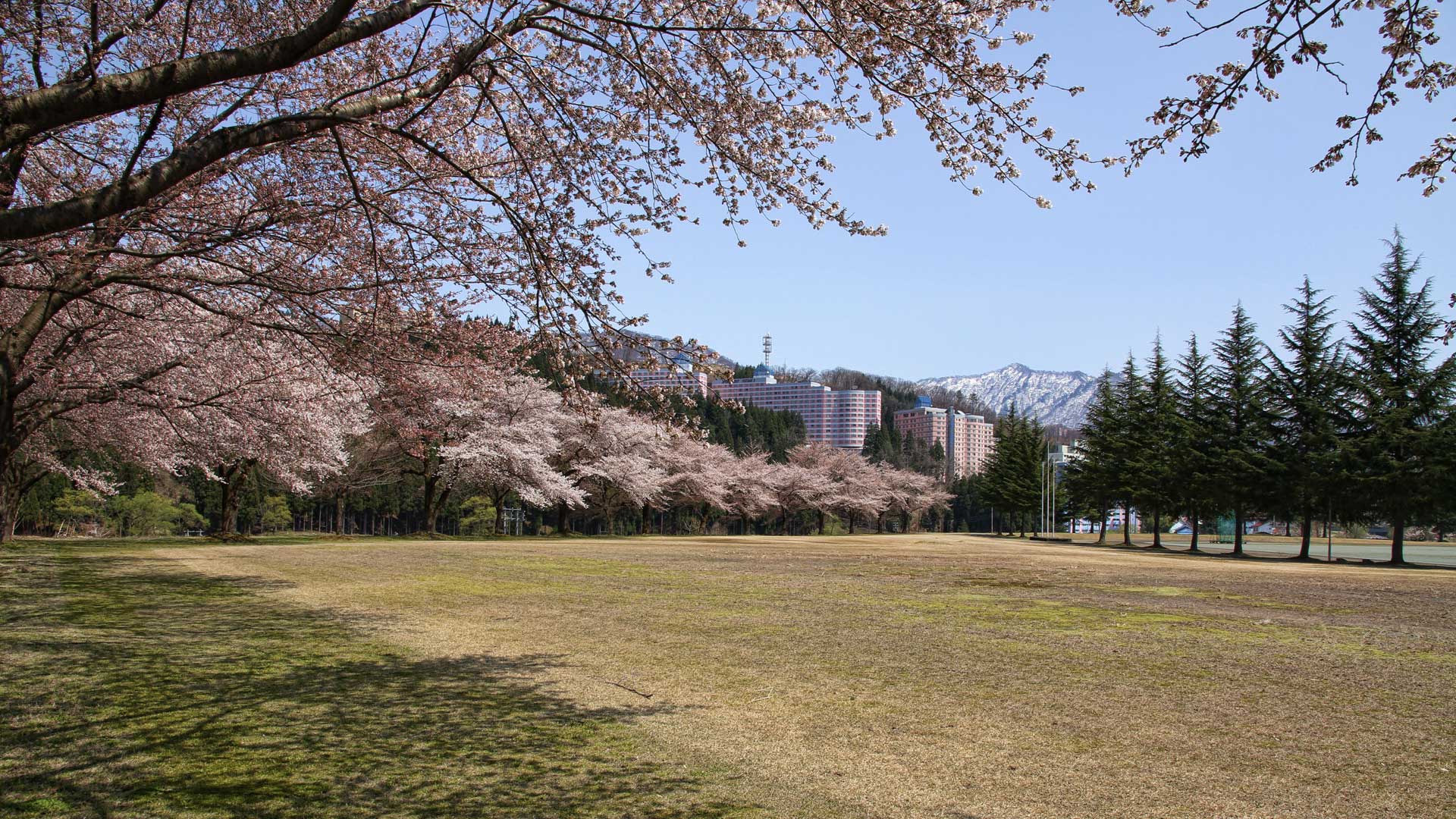 越後湯沢中央公園の桜 春夏秋の観光・レジャー